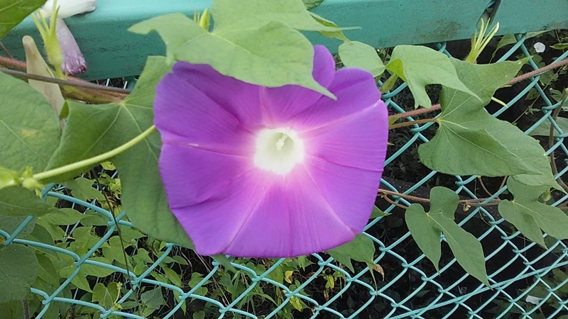 f:id:stantsiya_iriya:20200915214251j:plain f:id:stantsiya_iriya:20200915214251j:plain