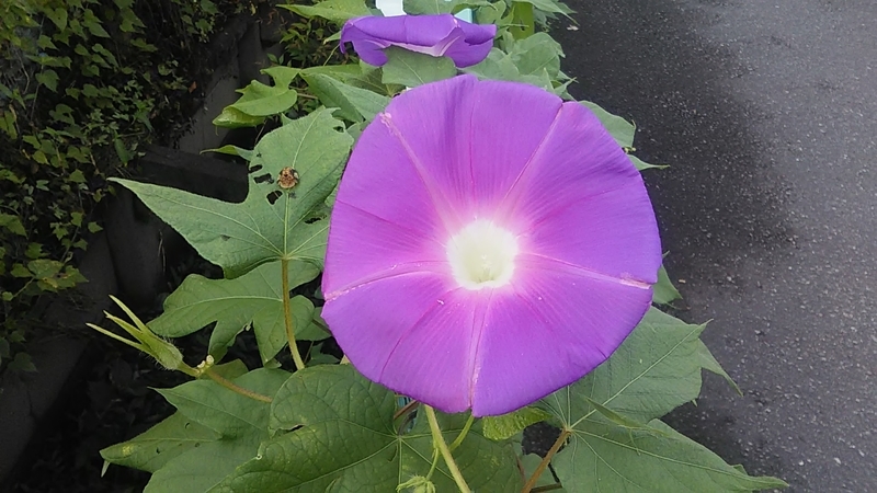 f:id:stantsiya_iriya:20200915214257j:plain f:id:stantsiya_iriya:20200915214257j:plain