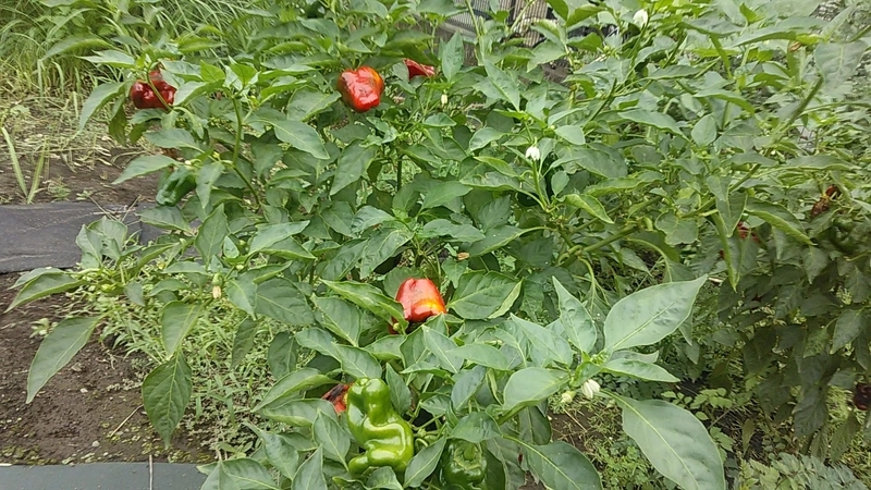 f:id:stantsiya_iriya:20200915214601j:plain f:id:stantsiya_iriya:20200915214601j:plain
