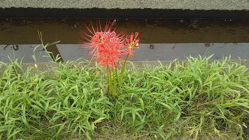 f:id:stantsiya_iriya:20200915214609j:plain f:id:stantsiya_iriya:20200915214609j:plain