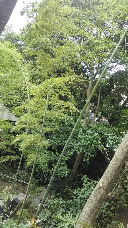 f:id:stantsiya_iriya:20200919194332j:plain f:id:stantsiya_iriya:20200919194332j:plain