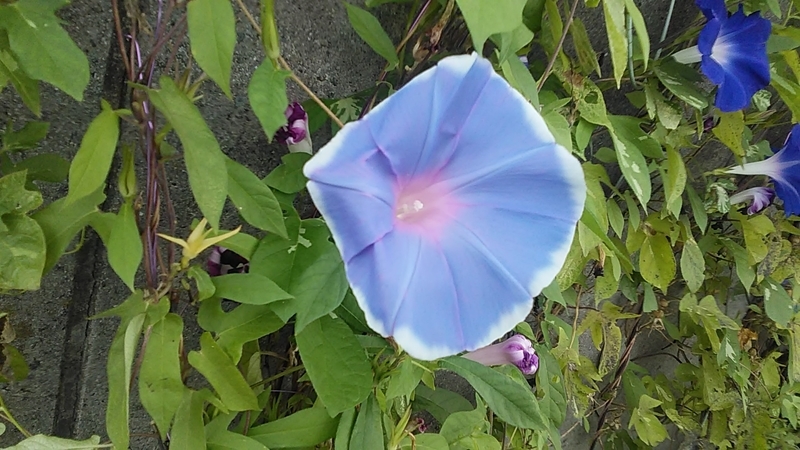 f:id:stantsiya_iriya:20200920092856j:plain