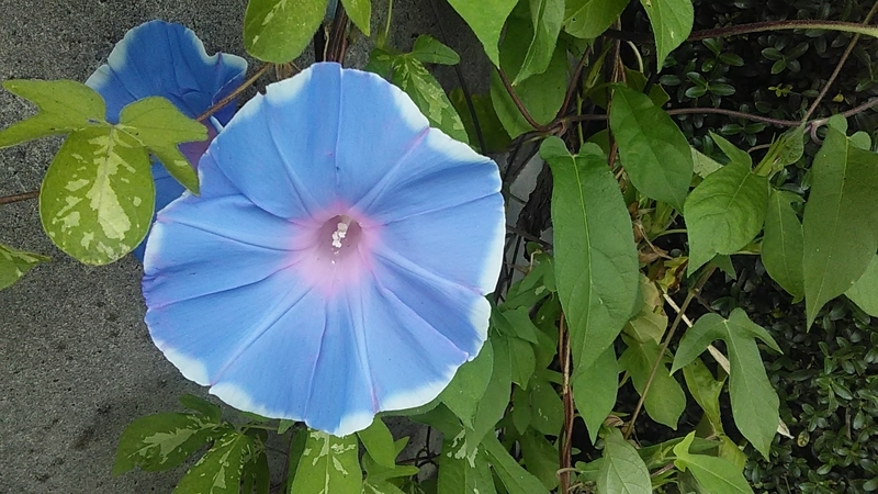 f:id:stantsiya_iriya:20200920092902j:plain