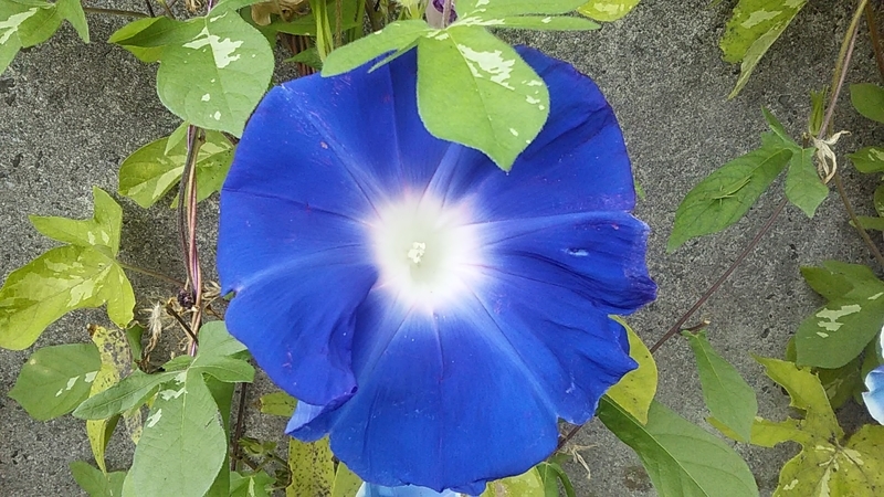 f:id:stantsiya_iriya:20200920092910j:plain