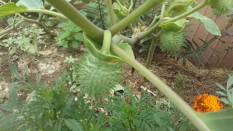 f:id:stantsiya_iriya:20200920190553j:plain f:id:stantsiya_iriya:20200920190553j:plain