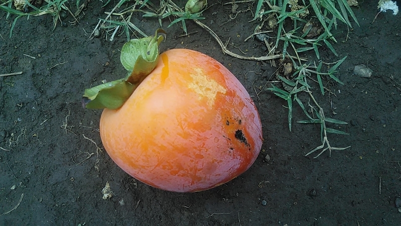 f:id:stantsiya_iriya:20200920190600j:plain f:id:stantsiya_iriya:20200920190600j:plain
