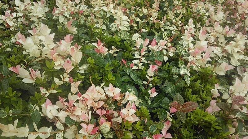 f:id:stantsiya_iriya:20200920190657j:plain f:id:stantsiya_iriya:20200920190657j:plain