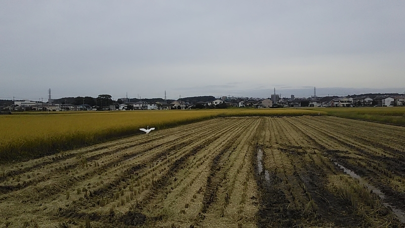 f:id:stantsiya_iriya:20200929180537j:plain