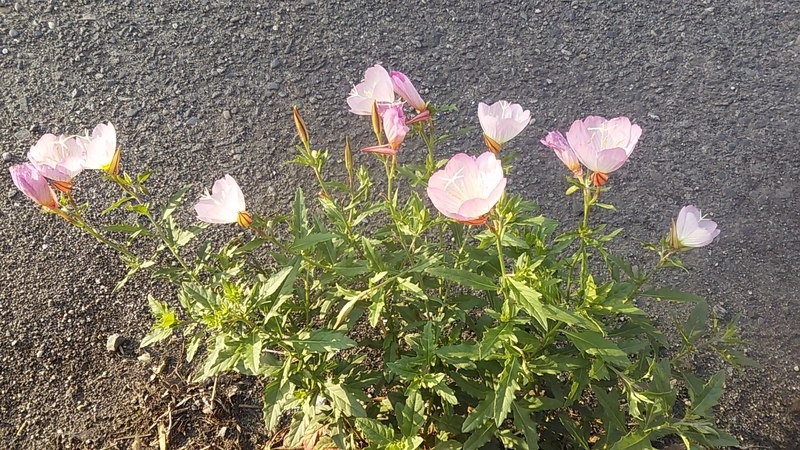 f:id:stantsiya_iriya:20201003195541j:plain f:id:stantsiya_iriya:20201003195541j:plain