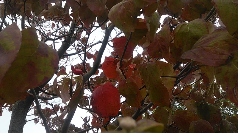f:id:stantsiya_iriya:20201005195726j:plain f:id:stantsiya_iriya:20201005195726j:plain