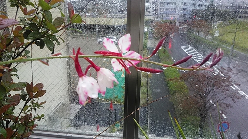 f:id:stantsiya_iriya:20201010180329j:plain f:id:stantsiya_iriya:20201010180329j:plain