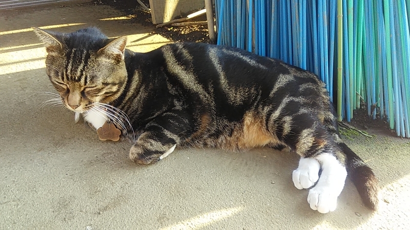 f:id:stantsiya_iriya:20201013053449j:plain