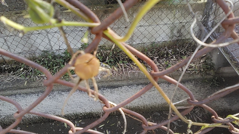 f:id:stantsiya_iriya:20201021232720j:plain f:id:stantsiya_iriya:20201021232720j:plain