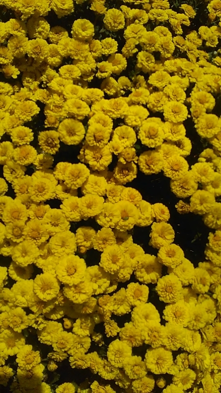 f:id:stantsiya_iriya:20201026195240j:plain f:id:stantsiya_iriya:20201026195240j:plain
