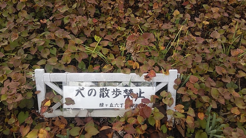 f:id:stantsiya_iriya:20201107181451j:plain f:id:stantsiya_iriya:20201107181451j:plain