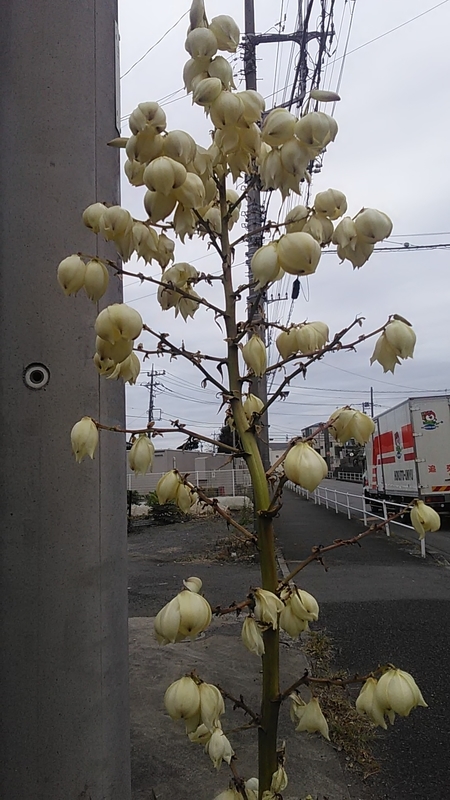 f:id:stantsiya_iriya:20201112202357j:plain f:id:stantsiya_iriya:20201112202357j:plain
