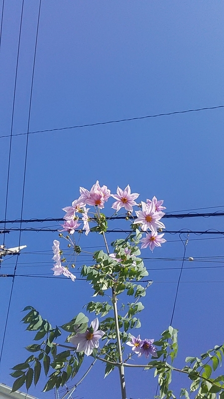 f:id:stantsiya_iriya:20201114223825j:plain f:id:stantsiya_iriya:20201114223825j:plain