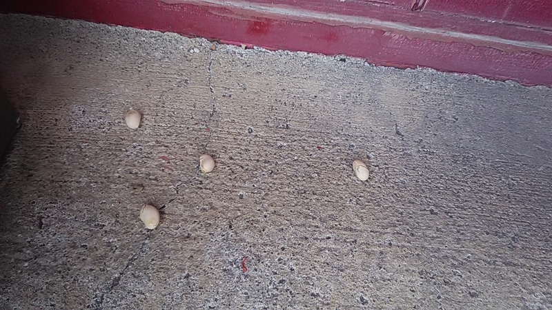 f:id:stantsiya_iriya:20210208201247j:plain