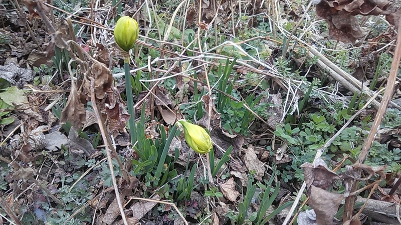 f:id:stantsiya_iriya:20210302182641j:plain