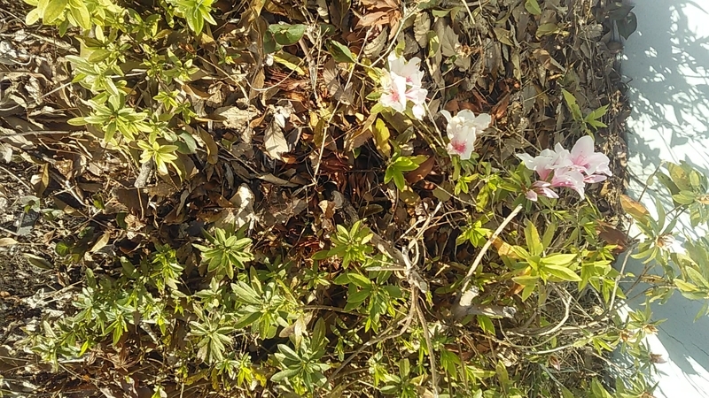 f:id:stantsiya_iriya:20210318194356j:plain