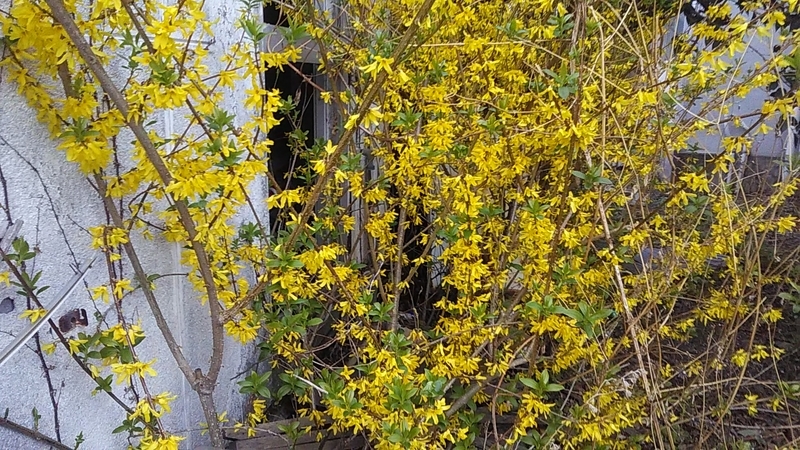 f:id:stantsiya_iriya:20210318194636j:plain