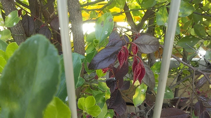 f:id:stantsiya_iriya:20210327170825j:plain