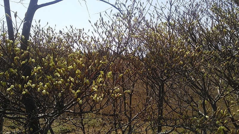 f:id:stantsiya_iriya:20210327170839j:plain