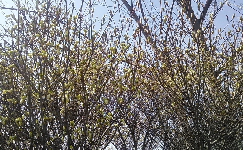 f:id:stantsiya_iriya:20210327170846j:plain