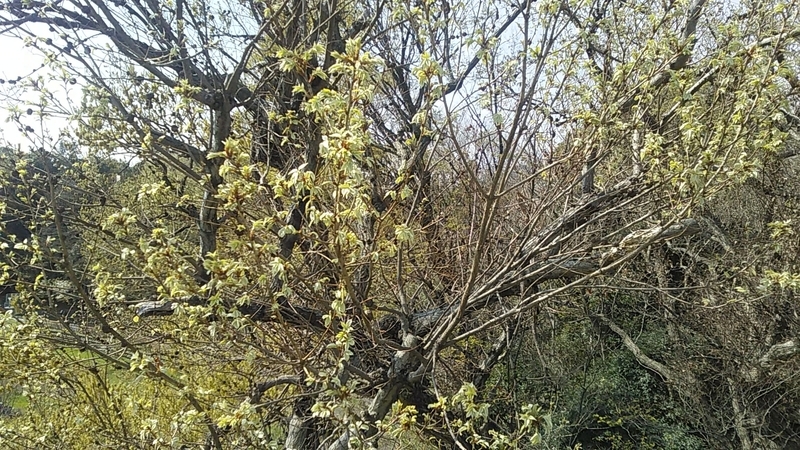 f:id:stantsiya_iriya:20210327170852j:plain