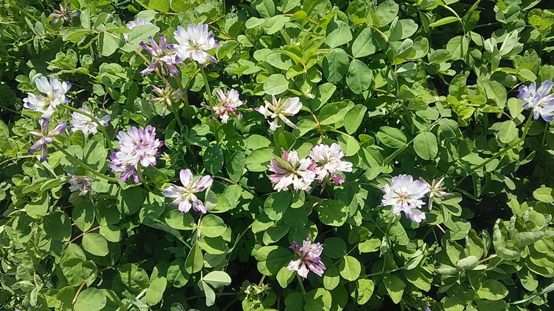 f:id:stantsiya_iriya:20210327170906j:plain