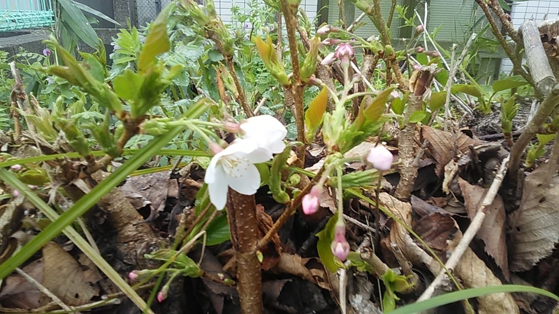 f:id:stantsiya_iriya:20210327192242j:plain