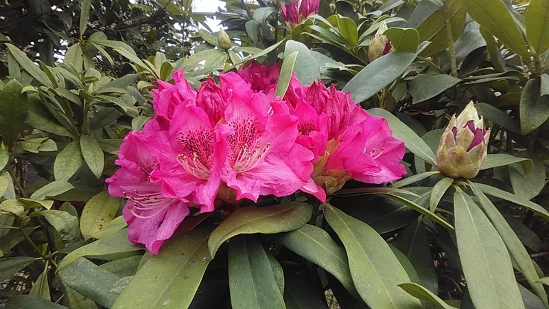 f:id:stantsiya_iriya:20210327192304j:plain