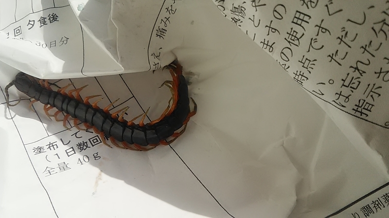 ハガチ 写真合同記事 Stantsiya Iriya