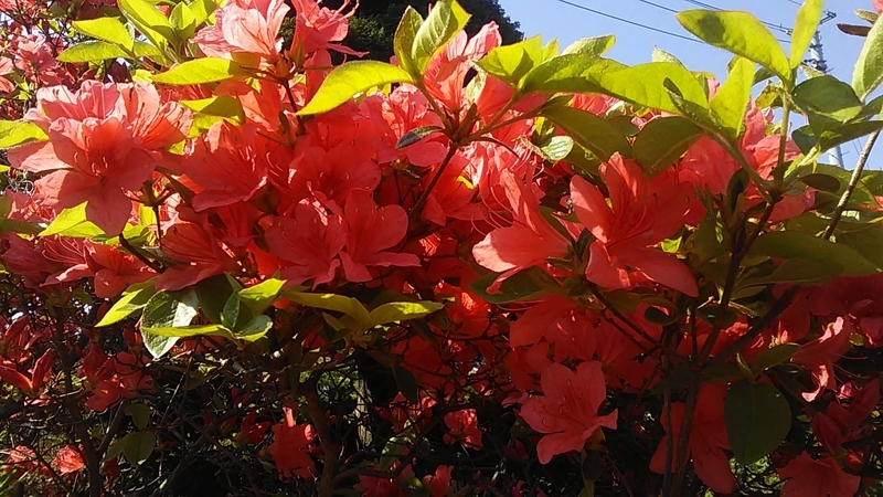 f:id:stantsiya_iriya:20210420173345j:plain