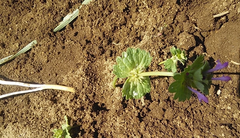 f:id:stantsiya_iriya:20210420173359j:plain