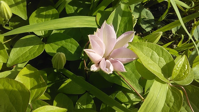 f:id:stantsiya_iriya:20210420173519j:plain