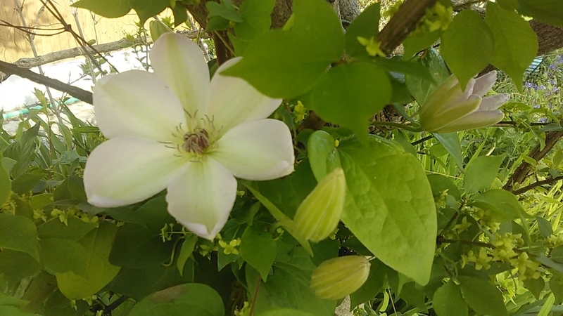 f:id:stantsiya_iriya:20210420173526j:plain