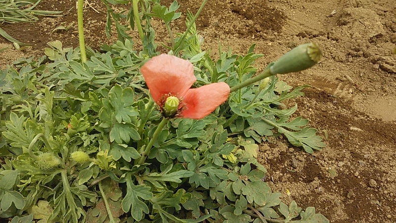 f:id:stantsiya_iriya:20210502062001j:plain