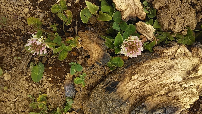 f:id:stantsiya_iriya:20210502062008j:plain