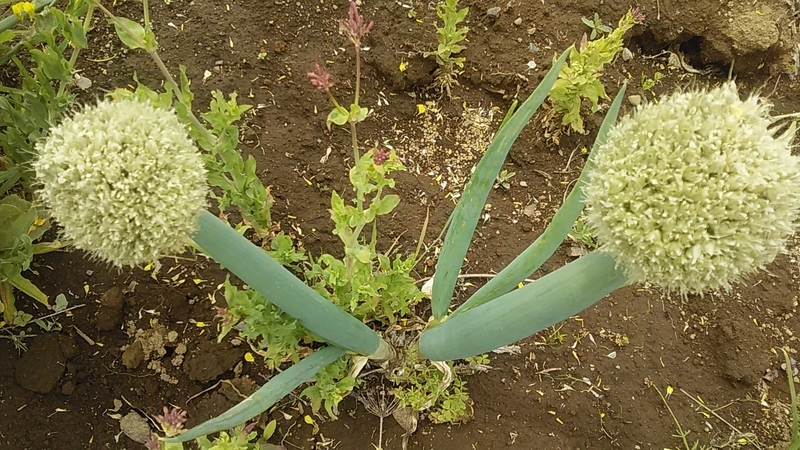 f:id:stantsiya_iriya:20210502062016j:plain