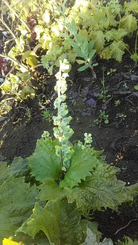 f:id:stantsiya_iriya:20210601210017j:plain