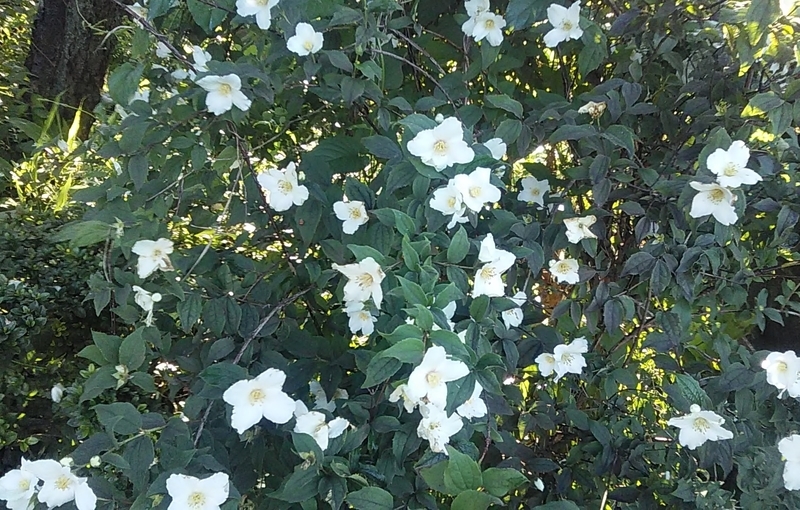 f:id:stantsiya_iriya:20210601210026j:plain