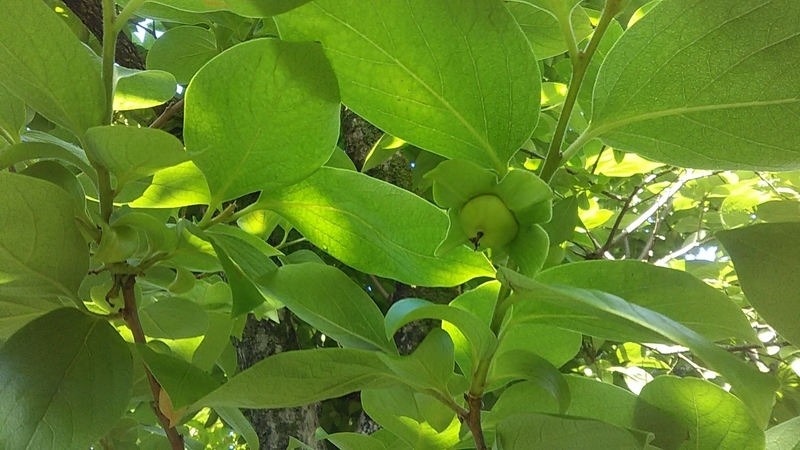 f:id:stantsiya_iriya:20210601210035j:plain