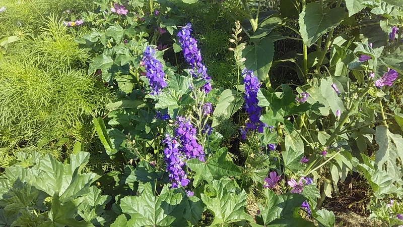 f:id:stantsiya_iriya:20210601210057j:plain