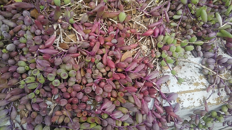 f:id:stantsiya_iriya:20210609123807j:plain