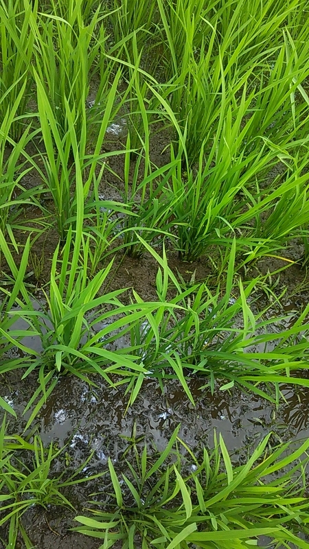 f:id:stantsiya_iriya:20210711201151j:plain