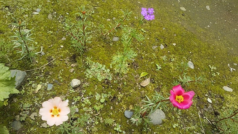 f:id:stantsiya_iriya:20210711201310j:plain