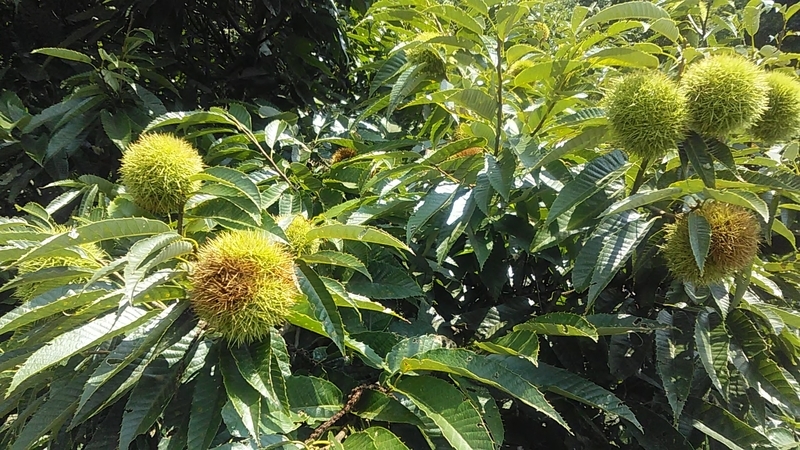 f:id:stantsiya_iriya:20210827192854j:plain