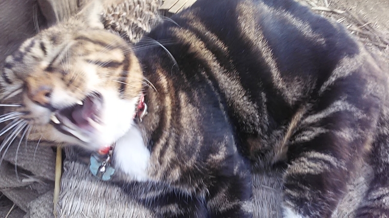 f:id:stantsiya_iriya:20210913183250j:plain