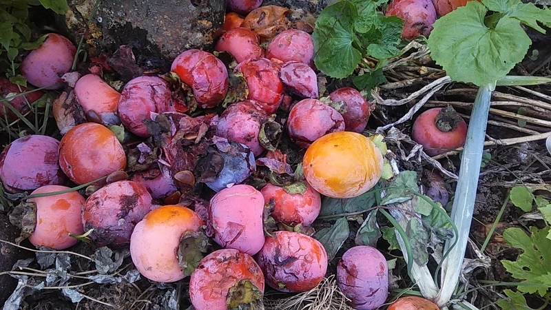 f:id:stantsiya_iriya:20210915230433j:plain